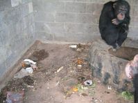 Vereinsamt: ZDF-Schimpanse im Amarillo Wildlife Refuge. Bild: PETA