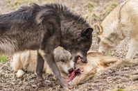 Ranghohe Wölfe tolerieren das Drohverhalten ihrer rangniedrigen Artgenossen.
Quelle: Foto: Rooobert Bayer (idw)
