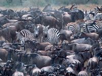 Die berühmte Tierwanderung vor dem Kollaps? Bild: Martin Harvey / WWF