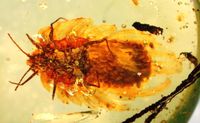 Wathondara kotejai: Die weibliche Röhrenschildlaus (Ortheziidae) trägt einen aus Wachsplatten gebildeten Eisack an der Bauchseite. Quelle: (c) Foto: Dr. Bo Wang (idw)