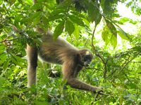 Der in Kolumbien beheimatete Braune Klammeraffe (Ateles hybridus) gehört zu den 25 am stärksten bedrohten Primaten der Welt 2012.
Quelle: Foto: Rebecca Rimbach / Deutsches Primatenzentrum GmbH (idw)
