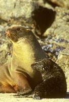 In Namibia werden zwei Kolonien der Südafrikanischen Seebären wie diese (der wissenschaftliche Name lautet Arctocephalus pusillus, es ist eine Ohrenrobbenart) bejagt. Bild: IFAW 