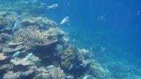 Great Barrier Reef (Symbolbild)