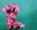 Bild: aboutpixel.de / pink flowers © marshi