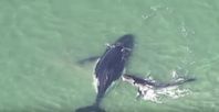 Bild: Screenshot Youtube Video "Baby Whale Calf frees Mother after being trapped on Sandbank"