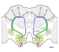 Das Geruchssystem der Honigbiene. In grün und lila markiert sind die beiden olfaktorischen Bahnen, die vom Antennenlobus in höhere Strukturen führen. Über sie verarbeitet die Biene Geruchsinformationen parallel.
Quelle: Grafik Martin Brill und Wolfgang Rößler (idw)