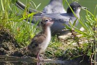 Ein Trauerseeschwalben-Küken fühlt sich sichtlich wohl in Wildtierland Gut Klepelshagen. Bild: Deutsche Wildtier Stiftung 