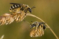 Wildbienen (Apiformes)