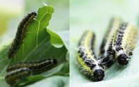 Einige Raupen, wie die des Großen Kohlweißlings (Pieris brassicae), verursachen drastische Schäden an Kohlpflanzen, da sie sich im Laufe der Evolution perfekt an deren Abwehrstoffe angepasst haben. Quelle: Hanna Heidel-Fischer / Max-Planck-Institut für chemische Ökologie (idw)