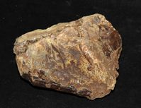 Rund 20 Millionen Jahre alt: großes Bernsteinstück aus Neuseeland.
Quelle: Foto: Universität Göttingen (idw)