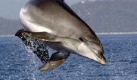 Delfine in freier Wildbahn zu erleben ist ein unvergessliches Erlebnis. © U. Kirsch