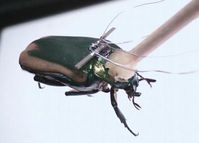 Hightech-Käfer mit piezoelektrischem Rucksack. Bild: Erkan Aktakka / University of Michigan