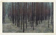 Monokulturwald: Nach längst veralteten Vorstellungen sollte alles "aufgeräumt" sein. Lebewesen die sich von totem Holz ernähren und damit leben, wurden fast ausgerottet. Zerstörte Wasserkreisläufe, fehlende Wasserspeicher und vieles mehr setzt dem Wald zu. (Symbolbild)