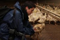 Wiesenhof Entenmast in Melle. Viele auf dem Rücken liegende Tiere. Zwischen den lebenden Tieren finden sich viele Tote. Bild: PETA