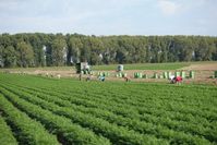 Osteuropäische Erntehelfer bei der Ernte von Karotten, nahe Frankenthal.