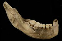 Unterkiefer des 40 000 Jahre alten menschlichen Skeletts aus der Tianyuan-Höhle: Analysen des Knochenkollagens zeigen, dass dieser Mensch regelmäßig Fisch konsumiert hat. Hong Shang / Chinesische Akademie der Wissenschaften, Peking