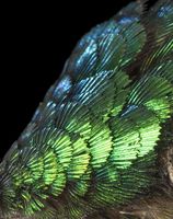 Nahaufnahme des Kopfgefieders eines Kolibris (Aglaiocercus kingii): Das leuchtende Smaragdgrün entst
Quelle: Foto: Georg Oleschinski/Uni Bonn (idw)