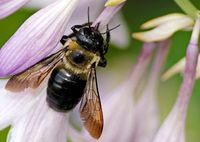 Bienen: Ihre Flügel sind das Vorbild. Bild: flickr.com/Mark Turnauckas