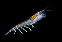 Antarktischer Krill