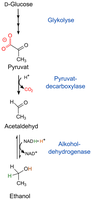 Ablauf der alkoholischen Gärung (Ethanol)