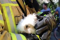 Aus einer Nachbarwohnung rettete die Feuerwehr ein Kaninchen