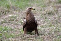 Vor dem Abflug ins Winterquartier ins südliche Afrika: Schreiadler in Mecklenburg-Vorpommern. Bild: "obs/Deutsche Wildtier Stiftung/Deutsche Wildtier Stiftung/Bleil"