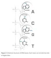 Chemische Struktur der DNA Basen Bild: UM / Eigenes Werk