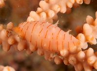 Exemplar der neu beschriebenen Schneckenart Siminia hiscocki im Meer vor der Küste Plymouths, England. Bild: Jason Gregory (idw)