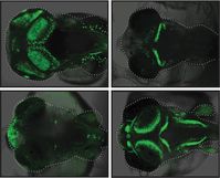Mit Hilfe des grün fluoreszierenden Proteins (GFP) wurden diejenigen Strukturen im Medaka-Fisch sichtbar gemacht, in denen die identifizierten „de novo“-Enhancer aktiv sind.
Quelle: Abbildung: Ettwiller / Eichenlaub (idw)