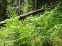 Naturwald ist in den letzten 100 Jahren enorm selten geworden in Mitteleuropa, aber auch weltweit (Symbolbild)