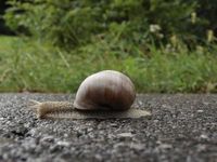 Schleichen / Schnecke / Tempolimit (Symbolbild)