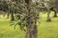 Flüssiges Gold: Bei der Produktion von Olivenöl entscheiden viele Details und Faktoren über die Qualität des Endproduktes © Olive Oil World Tour