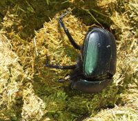 Eine typische Art der Gattung Scarabaeus, die aus Dung Kugeln für die Ernährung der Larven herstellt
Quelle: copyright: Dr. Dirk Ahrens, ZFMK, Bonn (idw)