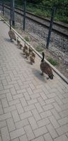 Im Gänsemarsch ging's zurück in den Park. Bild: Polizei