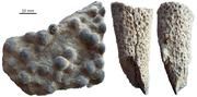 Versteinerte riffbildende Schwämme aus der Frühen Trias, ca. 250.5 Millionen Jahre alt. Fundort: Utah, USA.
