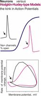 Membranpotential gemessen (schwarz) und nach Hodgin-Huxley-Modell simuliert (rot)