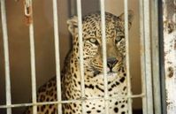 Leopard in einem engen Käfig. Bild:  PETA