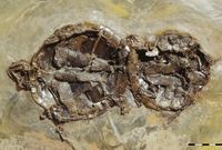 Eines von neun bekannten Paaren der Schildkrötenart Allaeochelys crassesculpta aus Messel, das bei der Paarung umkam und anschließend versteinert wurde. Bild: Senckenberg Gesellschaft