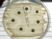 Antibiogramm eines Gaumenmandel-Abstrichs eines Hundes, Müller-Hinton-Agar. Nur Amoxicillin-Clavulansäure (AMC) und Chloramphenicol (C) zeigen eine Hemmwirkung.