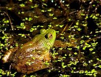 Frosch: Weltrat für Biodiversität vor dem Absprung. Bild:  Flickr/Lee