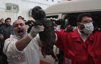 Im Gaza-Streifen verbranntes Kind durch C-Waffen (Weißer Phospor) (Symbolbild)