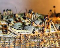 TUM-Forscher entwickeln Futtermischung für Insekten.