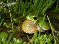 Der Östliche Laubfrosch (Hyla orientalis) besiedelte die nördlichen Breiten nach der letzten Eiszeit
Quelle: Christophe Dufresnes (idw)