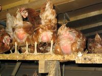 Geflügelmast: Hennen mit kahlen Stellen in einer Bodenhaltung