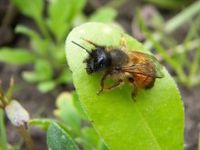 Die robuste Rote Mauerbiene: Kann sie als Alternative zur anfälligen Honigbiene europaweit große Ertrags- und harte finanzielle Einbußen für die produzierenden Unternehmen im Obstbau zu vermeiden helfen?