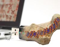 Fossil-Vorbild: So bleiben DNA-Daten haltbar. Bild: Philipp Stössel/ETH Zürich