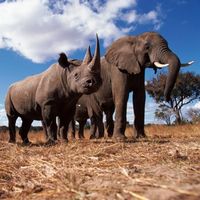 Allein 2012 fielen bislang über 10.000 Elefanten und 588 Nashörner der Wilderei zum Opfer. Bild: naturepl.com, John Downer / WWF
