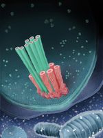 Ein Bündel Dolch-Ausstossapparate im Innern eines Bakteriums. Grün in ihrer «geladenen» Form, rosa mit bereits ausgestossenem Dolch. Quelle: Leo Popovich (idw)