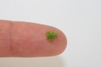Winziges Moos mit mehr Genen als der Mensch
Quelle: © Pflanzenbiotechnologie/Universitaet Freiburg (idw)
