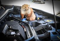 Immer wieder vergreifen sich Marder im Sommer an den Brems- oder Kühlwasserschläuchen ihres Autos.